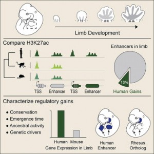 The evolution of lineage-specific regulatory activities in the human embryonic limb